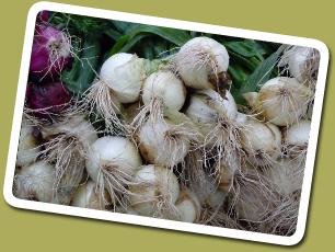 Morgiewiczonions