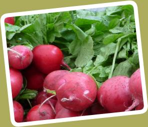MorgiewiczRadishes