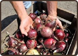 onions